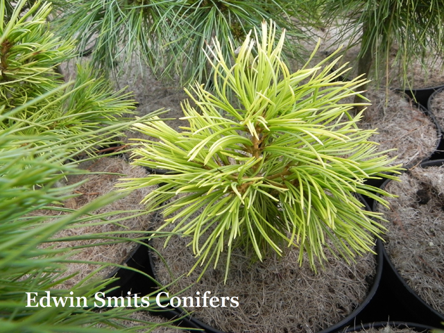 Pinus parviflora 'Filips Twinkle Star'